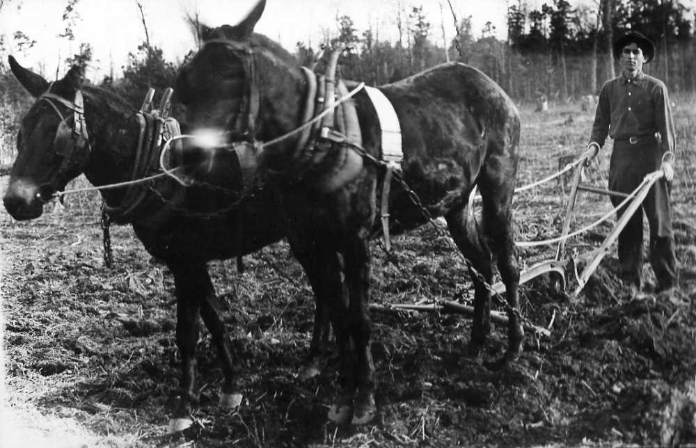 Two Mule Plowing Team is located at the Bradley County Historical Museum