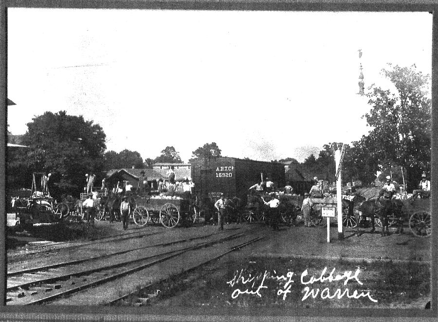 Shipping cabbage out of Warren