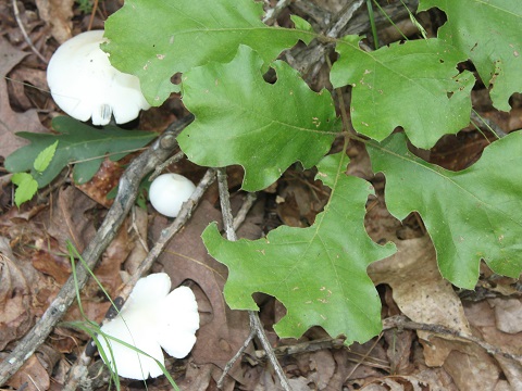 Amanita bisporigira, aka the Destroying Angel