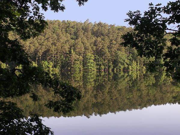 Lake Ouachita, 20 May 2009, 9.27 feet above flood stage.  The trees are standing in the water. Photo taken by N.W.