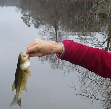 Bass Dec. 2008 - catch and release practised.