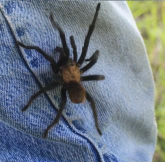 Arkansas Chocolate Tarantula, is Arkansas' biggest spider and only tarantula, harmless, June 2010 Montgomery Co. AR