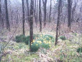 On National Forset land near a brook between Brushy and Big Brushy. March 2001.