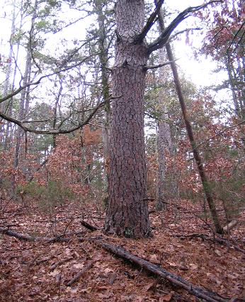 Pine tree near the East Washita Cemetery - probably not cut because it marks the Cemetery.