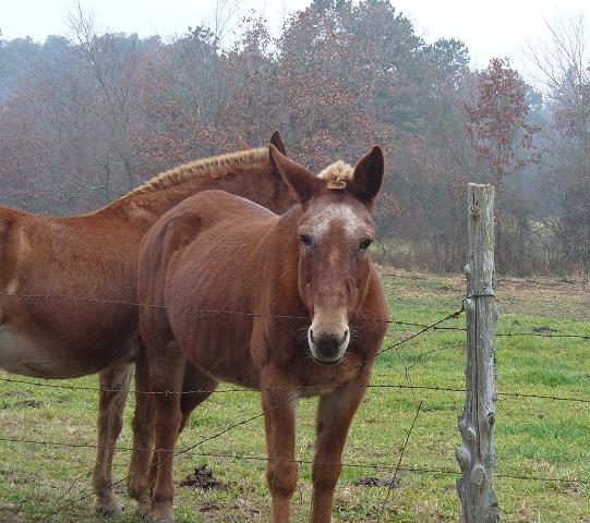 Two sorrel coloured horses along the Sims - Barber Loop Rd. Dec. 2008