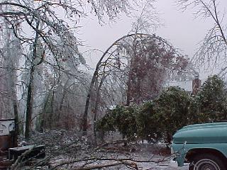 Trees are still leaning 12 weeks later.