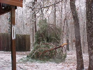 Tops were out of thousands of trees. Photos courtesy of Bill Ray