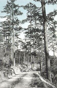 Road in Ouachita National Forest. Mena Studios.