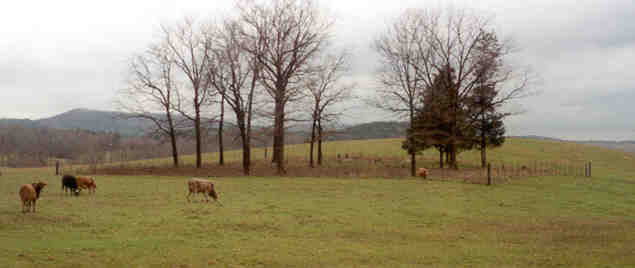 Oak Hill Cemetery, Montgomery County, Oden, Arkansas, March 1998.