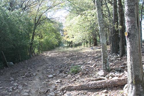 Same track. Oct. 2010. bearing tree to the right. It was a dry Oct. No rain for the last 3 weeks, burn ban in effect. 