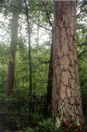 This is the type of pine tree the loggers were after. South of Mt. Ida. Owley Rd.