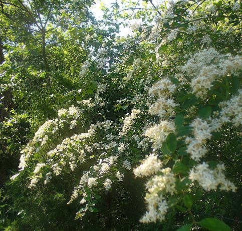 Privet growing wild in a fence line. May 2009