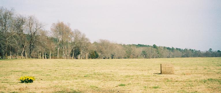 An old homestead site from the 1930s  Brushy Rd, Oden -all what remains are daffodils in the spring and a well with water and a rock etched with a drawing of a house and the name Ed CUSTARD. Photo taken in March, 2008.