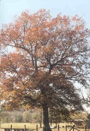 This beautiful large oak tree is just outside the fence has one broken headstone at its foot. Note the table for Decoration Day.