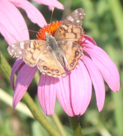 ???  On a pink coneflower