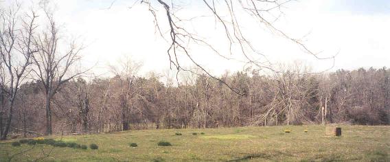 March 2001 Down Brushy Rd, Oden. Daffodils and day lillies mark the spot were the Custard homestead and barn stood in the 1930s. Note trees damaged from the ice storm in December. 